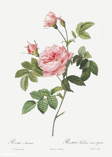 Rose